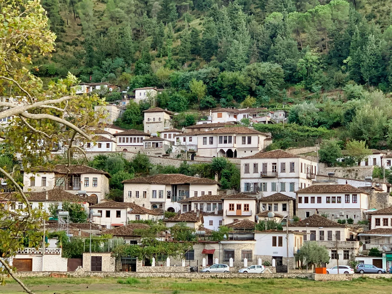 Traditional white houses and rows of Ottoman-era windows on the wooded hillside in Berat